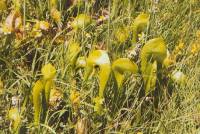 Pitcher Plant